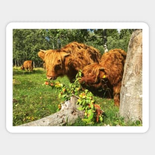 Scottish Highland Cattle Calves and Apples 2095 Sticker